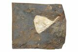 Fossil Ginkgo Leaf From North Dakota - Paleocene #247090-1